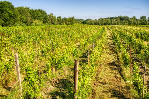 Wijngaard vyd